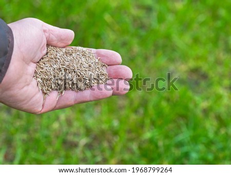 repairing a lawn with grass seed  female hand holding grass-seed over a patchy ground green  background  in selective focus copy space to the right of images 