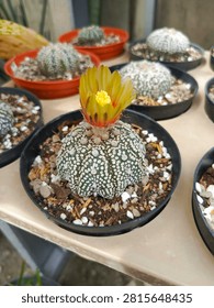 Repeating pattern row of various green cactus plants for design background.