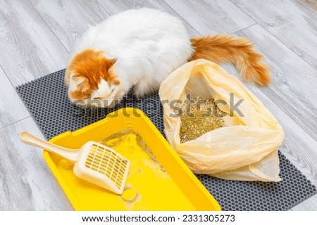 replacing dry litter in a cat litter box. cleaning up used cat litter. cat watching cat litter cleaning. High quality photo