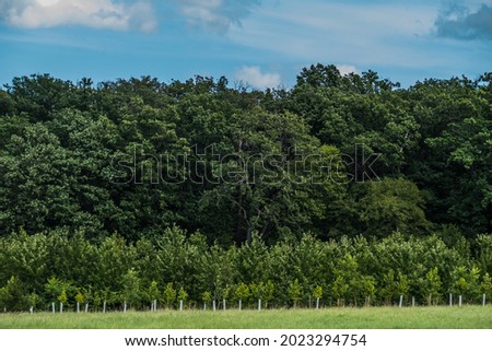 Replanted young trees in a tree nursery at the edge of the forest
