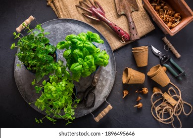 Replanting Herbs - Plants In Pots, Green Garden On A Balcony. Urban Gardening, Urban, Junge And Home Planting