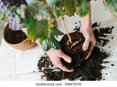 Replanting Houseplant. Man's Hand Softly Clean The Plant Roots From The Old Soil.