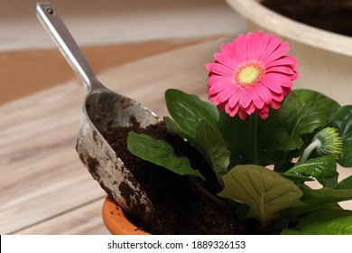 Replanting of potted flower gerber daisy at home.  Seedling is replanting into bigger flower pot.