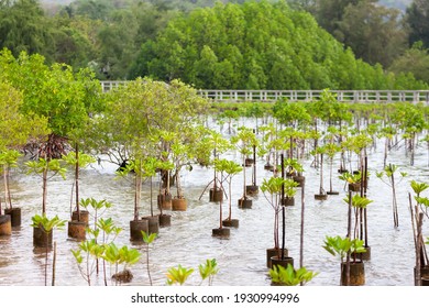 Replanting And Rewilding Mangroves Forest For Sustainable And Restoring Ocean Habitat In Coastal Area