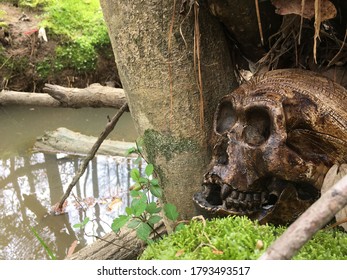 Replica hominid skull on moss next to small creek. - Shutterstock ID 1793493517