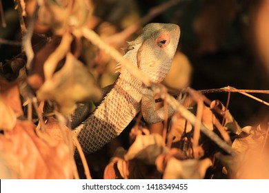 A repltile, lizard, hiding behind layed down leaves. Pattern of this creature is excellent and camaflouge to the others.