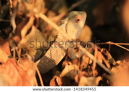 A repltile, lizard, hiding behind layed down leaves. Pattern of this creature is excellent and camaflouge to the others.