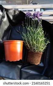 Repotting Blooming Lavender. Empty Plastic Flower Pot Near The Flower On Black Table Cover. Eco Hobby Home Gardening.