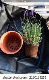 Repotting Blooming Lavender. Empty Plastic Flower Pot Near The Flower On Black Table Cover. Eco Hobby Home Gardening.