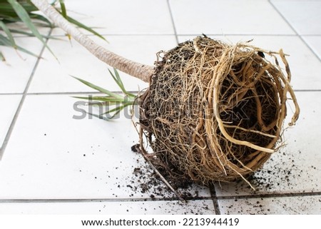 Repotting dracaena with root bounding. Root bound house plant. Tight Root ball of the plant. 