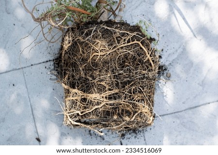 Repotting dracaena with root bounding. Root bound house plant. Tight Root ball of the plant.
