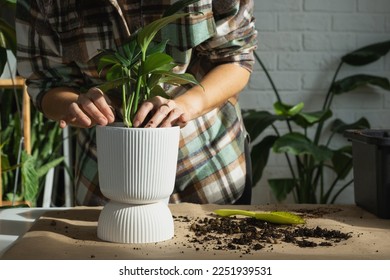 Repotting a home plant Philodendron Dragon Tail into a new pot in home interior. Caring for a potted plant, hands close-up - Shutterstock ID 2251939531