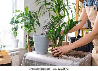 Repotting overgrown home plant succulent Zamioculcas with a lump of roots and bulb into new bigger pot. Caring for potted plant, hands of woman in apron, mock up - Powered by Shutterstock