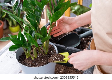 Repotting overgrown home plant succulent Zamioculcas  into new bigger pot. Caring for potted plant, hands of woman in apron, mock up