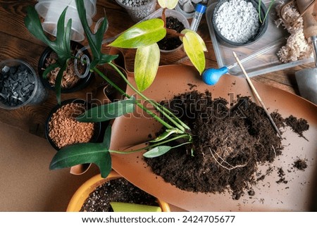 Repotting a philodendron from transport soil after buying a new plant. Home gardening maintenance. Preventing plant root diseases concept.
