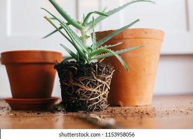 Repotting Overgrown Aloe Plant - The Home Garden