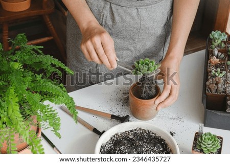 Repotting plant concept. Woman hands repotting succulent houseplant Echeveria. Plant roots in soil with gardening stylish tools, ground, drainage and clay pots. Home gardening calming hobby
