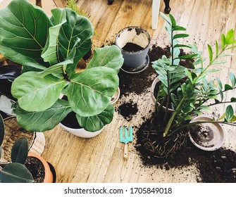 Repotting plants at home. Ficus Lyrata tree and zamioculcas plant on floor with roots, ground and gardening tools. Potting or transplanting plants. Houseplant. Plants in modern interior room