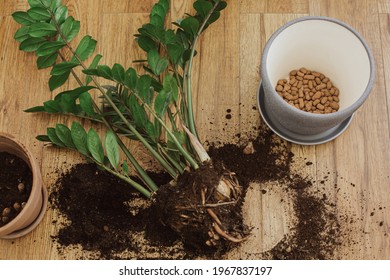 Repotting plants at home. Zamioculcas plant on floor with roots, soil, ground, pot with drainage, gardening tools. Potting or transplanting plants. Zz Houseplant.