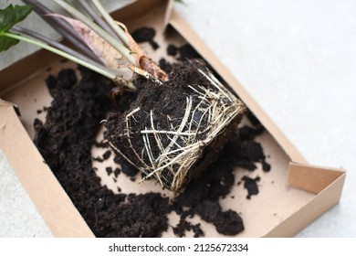 Repotting Root Bound House Plant Alocasia Polly