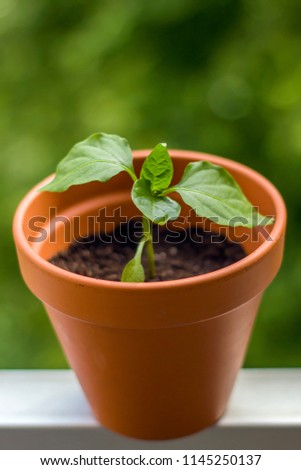 Similar – Foto Bild Junge Chili Pflanze auf dem Balkon