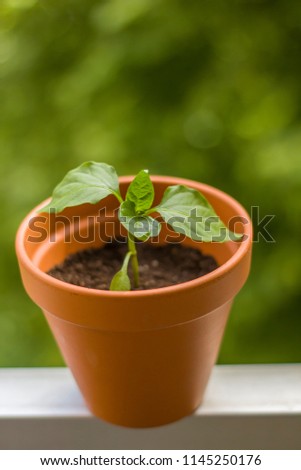 Similar – Foto Bild Junge Chili Pflanze auf dem Balkon