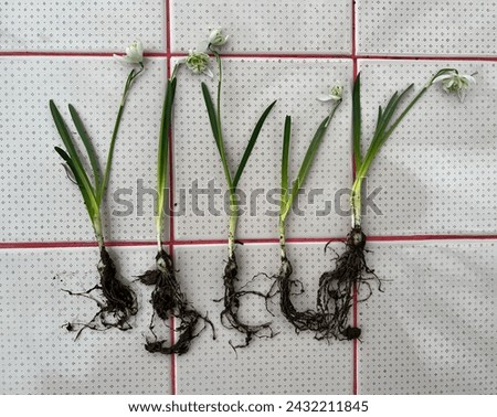 Repotting spring flowers in garden. Fresh spring snowdrops flowers with bulb roots, green stems and ground close up. Hello spring. Awakening of nature.