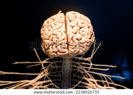 Representation of a brain and the nerve links that go down the spinal cord.
