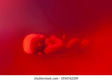 Representation of a fetus in amniotic fluid