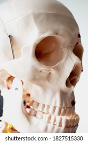 representation of the skeleton of a human head