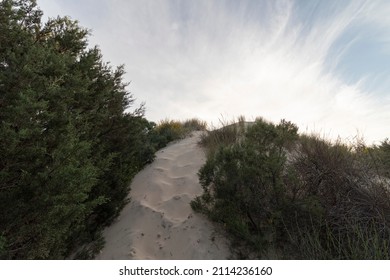 Doñana Represents The Confluence Of A Set Of Ecosystems (beach, Dunes, Preserves, Marshes...) That Give This Park A Unique Personality.