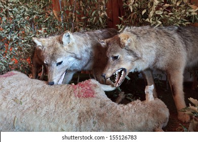 Reproduction By A Scene Where Wolves Eating A Sheep