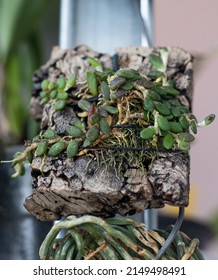 Reproduction And Cultivation Of Rare Dwarf Orchids. A Small Orchid Bush Is Tied To A Wooden Snag And Moss. Orchids Close-up. Collection Variety. Plant Sprout In A Greenhouse