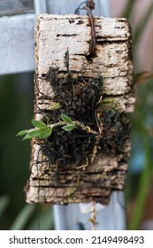 Reproduction And Cultivation Of Rare Dwarf Orchids. A Small Orchid Bush Is Tied To A Wooden Snag And Moss. Orchids Close-up. Collection Variety. Plant Sprout In A Greenhouse