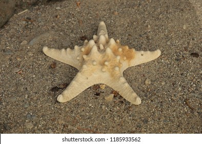 Reproduction Of A Prehistoric Starfish