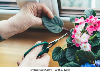 Reproduction Of Saintpaulia. Hand Pruner Cuts Off A Leaf Of African Violet