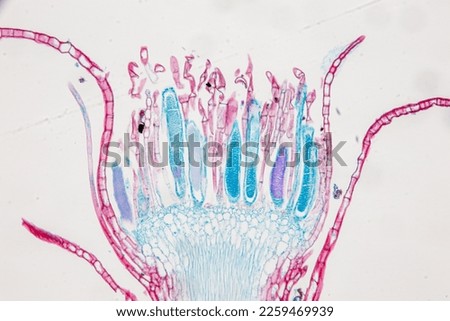 Reproductive cells of Flowering Plants under microscopic.