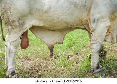 Reproductive Organs Of Female Cow