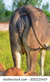 Reproductive Organs Of Female Cow, Near-calving Cow.