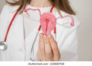 reproductive system in women. Detailed model of uterus in doctor's hand. Caring for healthy reproductive function. Uterus and ovaries. Taking care of female genital organs. Visual aids uterus girl