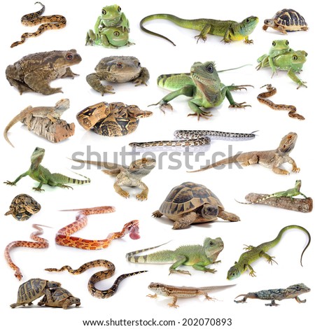 reptile and amphibian in front of white background