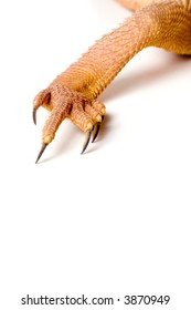 Reptile arm and claws isolated on white.