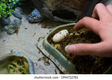 Reptile Egg In The Terrarium. The Gecko Laid An Egg. Lizard Laying Eggs. Home Reptile Dwelling.