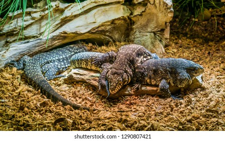 Reptile Family Of Black And White Giant Tegus Together, Tegu Laying On Top Of Another One, Dominant Animal Behavior, Tropical Lizards From America