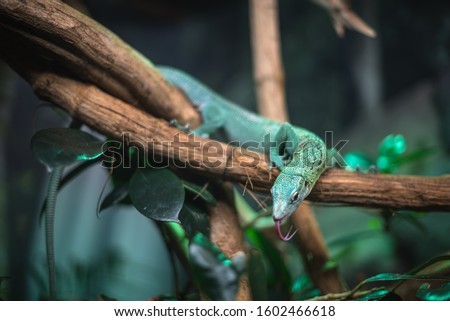 reptile green blue on branch aquarium pet zoo home cute lizard head tongue eyes look walk exotic rare species