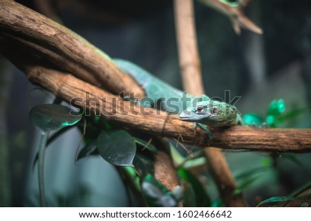 reptile green blue on branch aquarium pet zoo home cute lizard head tongue eyes look walk exotic rare species