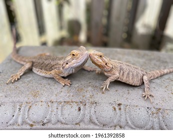 Reptile love (bearded dragons on concrete bench)