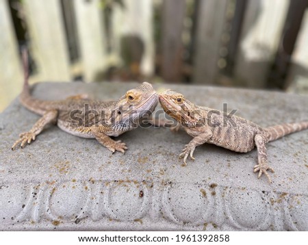 Reptile love (bearded dragons on concrete bench)