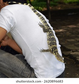 A reptile lover, putting a small monitor lizard on his back.