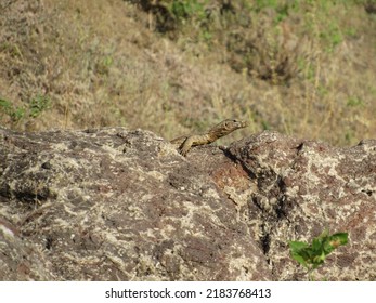 Reptile On Rock  Crawling It Forward